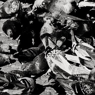 Schwarz-weiß-Fotografie von mehreren Tauben, die dicht gedrängt auf dem Boden sitzen und picken. Die Bildkomposition zeigt Details der Federn und Körper der Vögel in starker Kontrastbeleuchtung. Das Foto stammt aus der Serie ‚Mineriada‘ (2014–2022) von Anton Roland Laub.