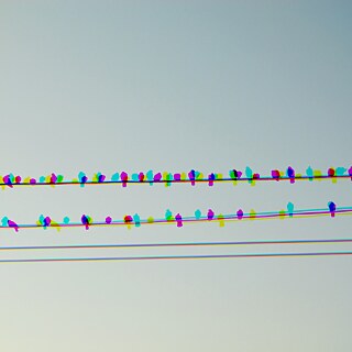 Viele bunte Vögel sitzen auf Stromleitungen vor klarem Himmel.