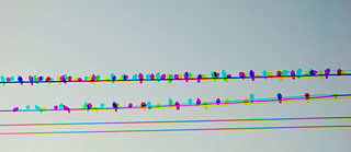 Viele bunte Vögel sitzen auf Stromleitungen vor klarem Himmel.