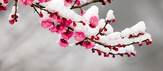 Blühender Zweig mit Schnee