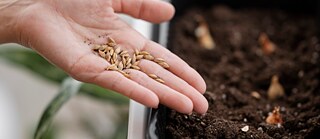 Une main qui sème des graines