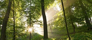 Ray of sunshine in forest