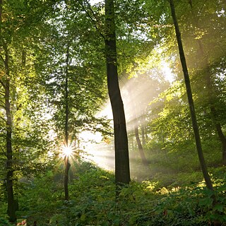 Ray of sunshine in forest