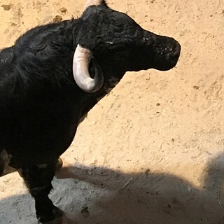 Ein schwarzer Stier auf der rechten Seite des Bildes schaut nach rechts. Im Hintergrund sieht man Sand.
