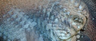 Guarani_Tuane Eggers