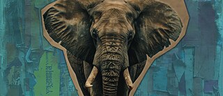 Solidariedade com os animais: O caso de Ely 