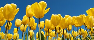 Yellow Tulips