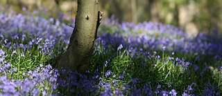 Blauglöckchen