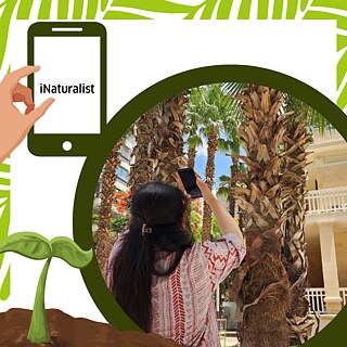 صورة لتطبيق iNaturalist و فيها فتاة تلتقط صورة بهاتفها الذكي