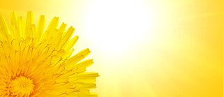 Gelbe Sonnenblume