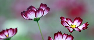 Summer Flowers