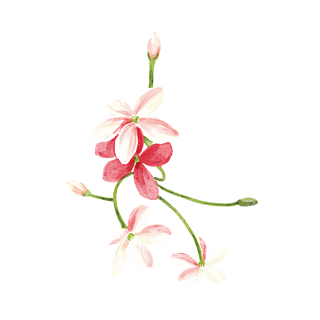 Madhumalati Flower