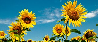 Sonnenblumen
