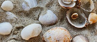 Sea shells