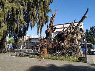 El llamado “Árbol de la Noche Triste” debe su nombre a un episodio asociado a Hernán Cortés, quien, según la tradición, se refugió bajo este ahuehuete para lamentar la derrota sufrida por las tropas españolas frente al pueblo mexica durante su retirada de Tenochtitlan en 1520.