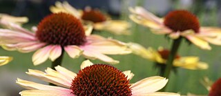 Rudbeckias
