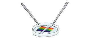 A rainbow flag in a petri dish