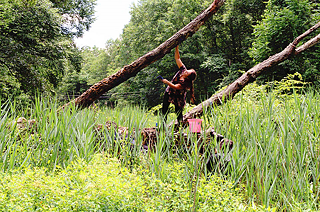 Artist Aviv Rahmani painting one tree-one note at the overture site. Trees were chosen to replicate the score’s rhythm and musical line and in response to the “presence” of each tree as a soloist.