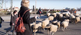 Seine-Saint-Denis : Bergers urbains
