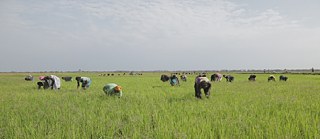 Зеленое золото