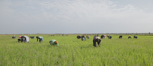 Зеленое золото