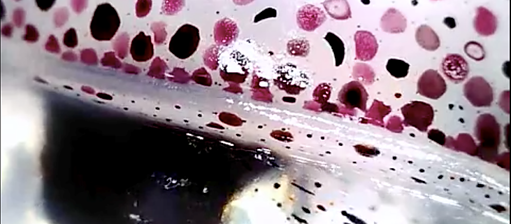 "Bianca Baldi. Production Still: Chromatophores (2018)