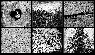 Epidermic Scapes, 1977/1982. Abdrucke von Haut auf 6 Fotopapier vergrößert Fotografie S/W; ; 87 X 117cm.