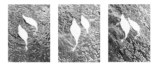  Untitled (Swans, Stockholm), 2018.