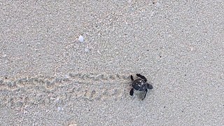 MWFF18 - Fragile _2 &copy; © Beck Tite MWFF18 - Fragile _2