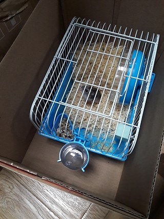 Das bisher kurioseste Wichtelgeschenk: ein kleiner Hamster