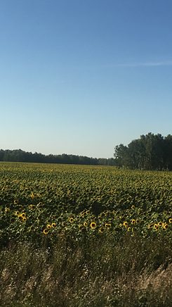 Sommer in Blumenfeld