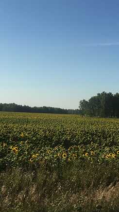 Sommer in Blumenfeld