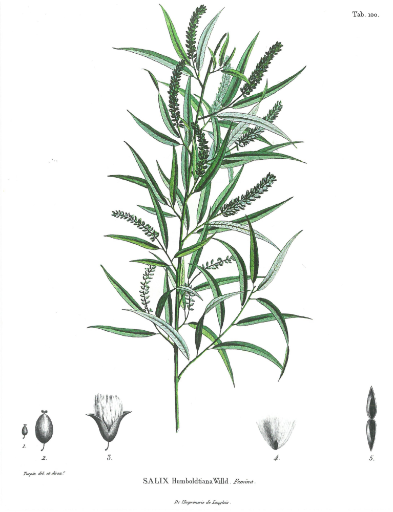 Eine nach ihrem Entdecker, Humboldt, benannte weibliche Weidenpflanze.
