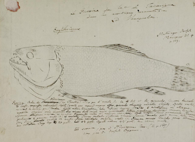 Humboldts Skizze führte zu einer Ausarbeitung von Jean-Baptiste Huet