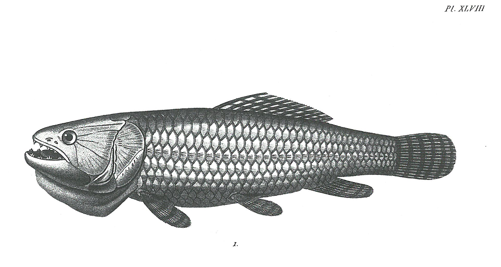 Ausarbeitung Humboldts Fischskizze (Poisson) durch Jean-Baptiste Huet