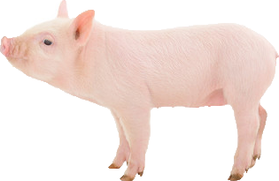 Schweinchen &copy; Schweinchen