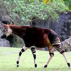 Okapi
