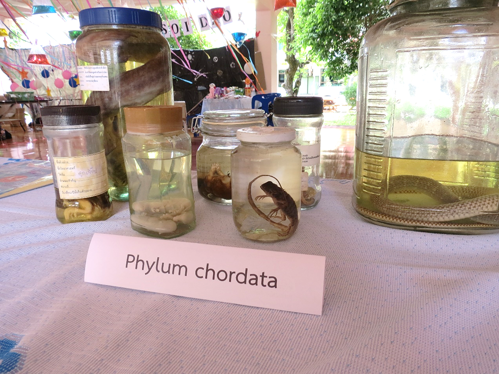 Verschiedene Tiergruppen (hier: Wirbeltiere) haben den Biologietisch geschmückt