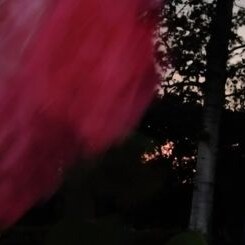 Inflorescence &copy; Inflorescence, (C) Nicolaas Schmidt Inflorescence