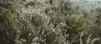 Moss im WInter