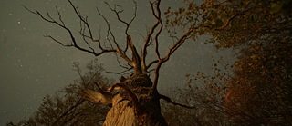 The Hidden Life of Trees