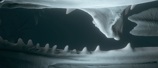 «The bone» Michelle-Marie Letelier (Deutschland, 2019-2021) &copy; © Michelle-Marie Letelier «The bone» Michelle-Marie Letelier (Deutschland, 2019-2021)